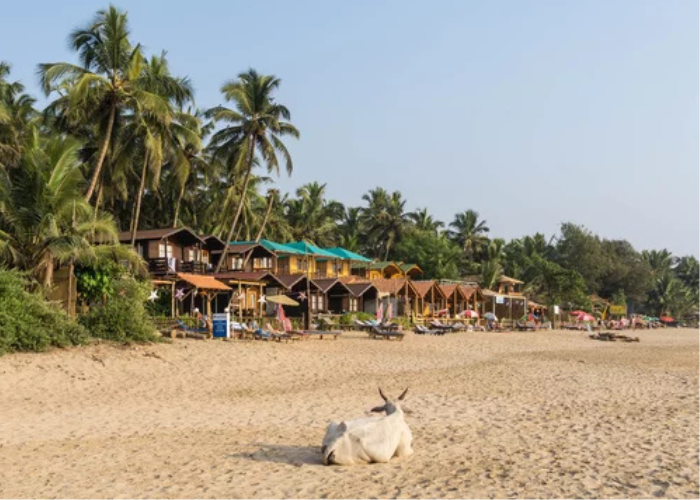 Untitled design_20250617_220416_0000 Angoda beach goa